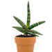 Sansevieria Boncellensis 4 - Cactus en ligne