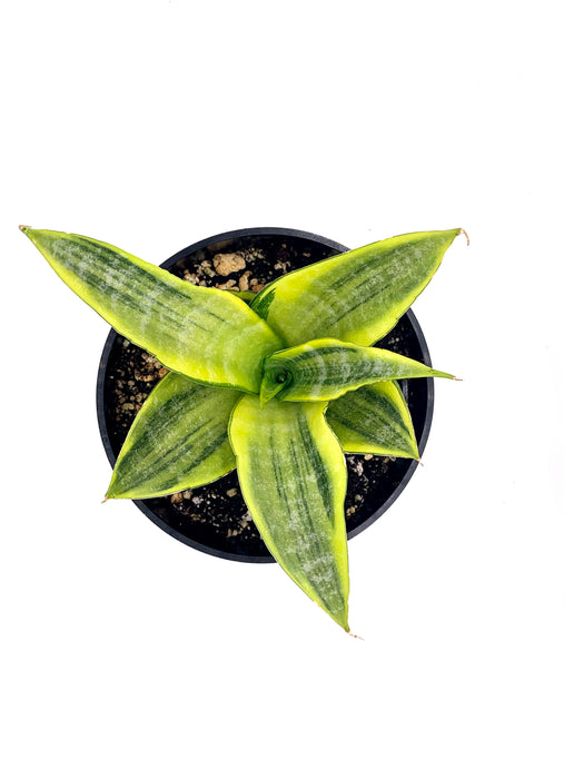 sansevieria cordova x downsii Sansevieria Cordova Variegata 4" — Cactus en Ligne