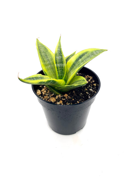Sansevieria Cordova Variegata 4