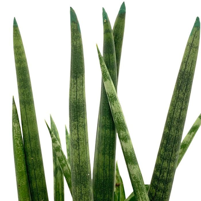 is snake plant a cactus Sansevieria Cylindrica 'Snake Plant' — Cactus en Ligne