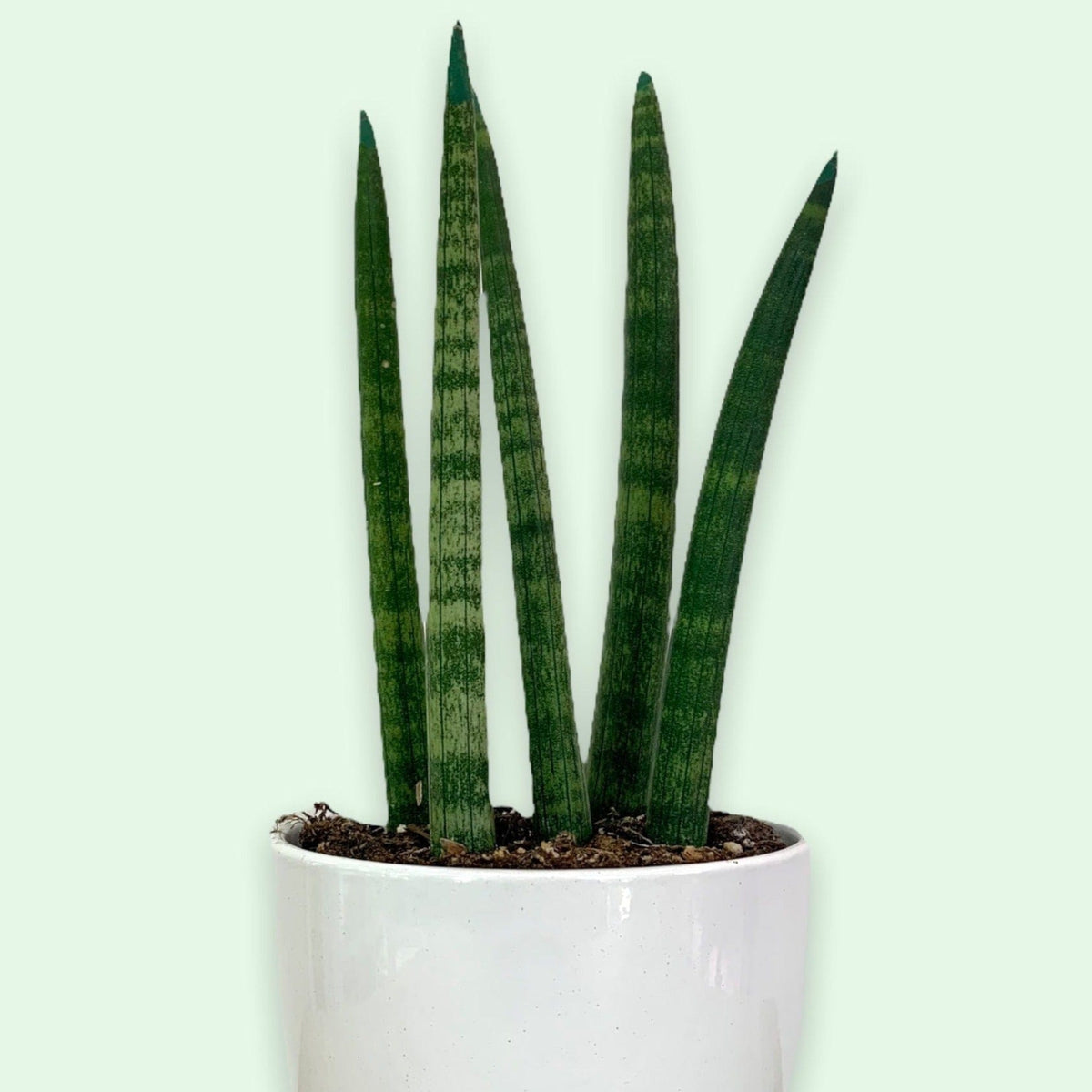 dragon fingers plant Sansevieria Dragon Fingers — Cactus en Ligne