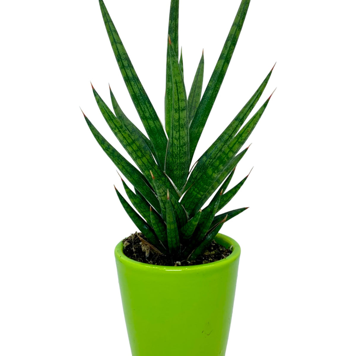 francis cactus succulents Sansevieria Francisii Spiky — Cactus en Ligne