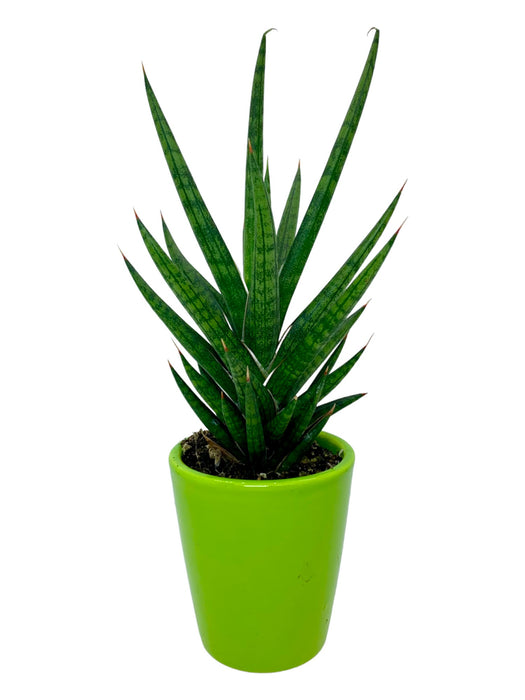 Sansevieria Francisii Spiky - Cactus en ligne