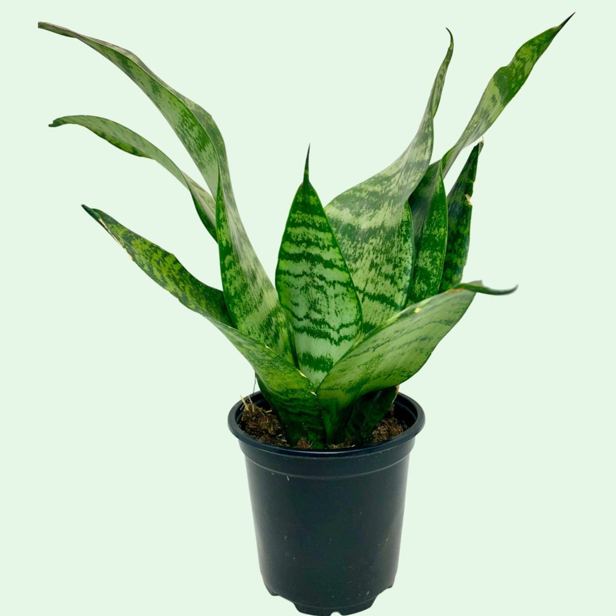 snake plant futura robusta Sansevieria Futura Robusta — Cactus en Ligne