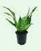 Sansevieria Futura Robusta - Cactus en ligne