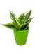 Sansevieria Golden Hahnii 2.5" - Cactus en ligne