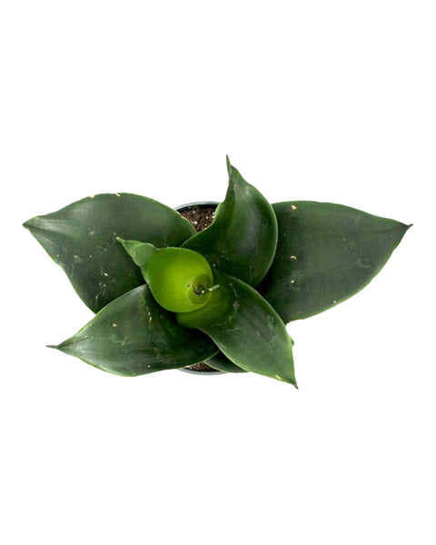 sansevieria jade hahnii Sansevieria Hahnii Jade 4'' — Cactus en Ligne