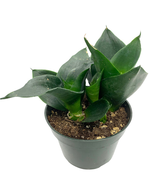 Sansevieria Hahnii Jade - Cactus en ligne