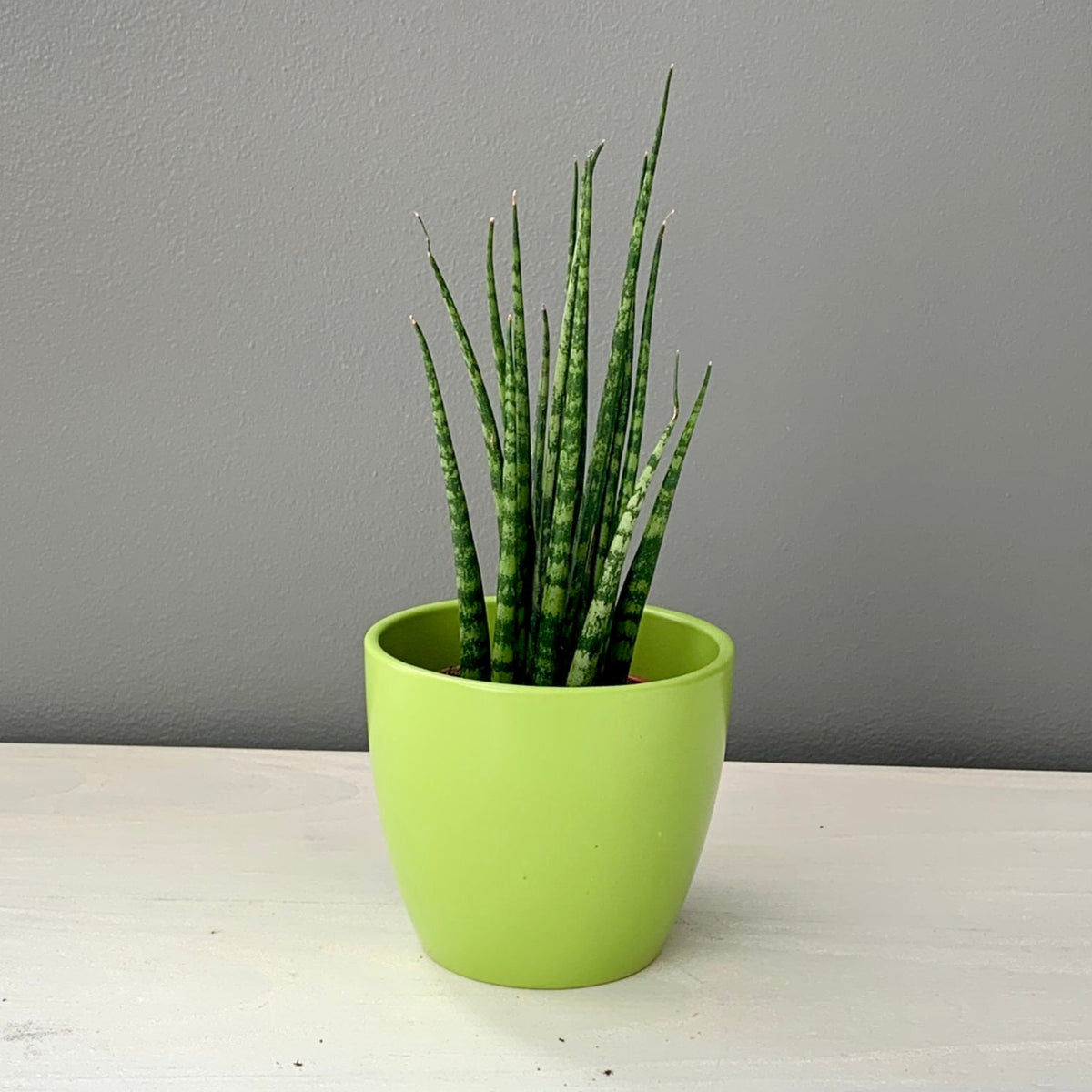 sansevieria fernwood ikea Sansevieria Mikado Fernwood — Cactus en Ligne