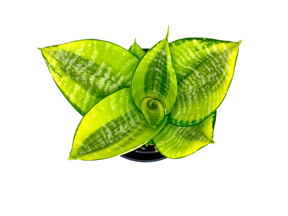 sansevieria philippines Sansevieria Hahnii Philippine Gold — Cactus en Ligne