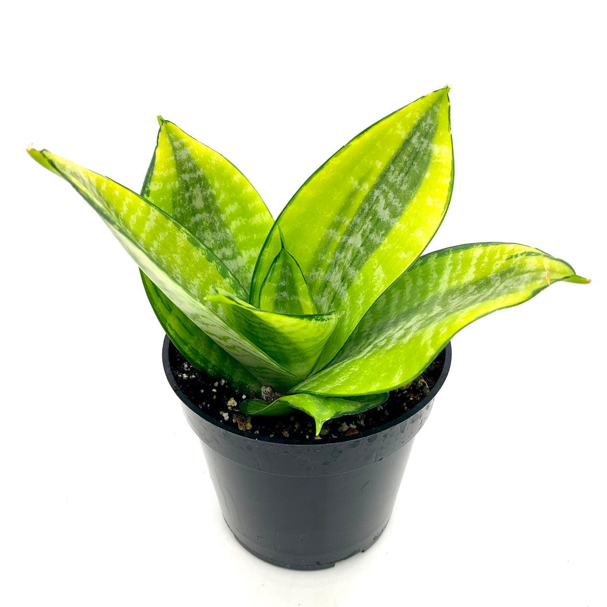 sansevieria philippines Sansevieria Hahnii Philippine Gold 4'' — Cactus en Ligne