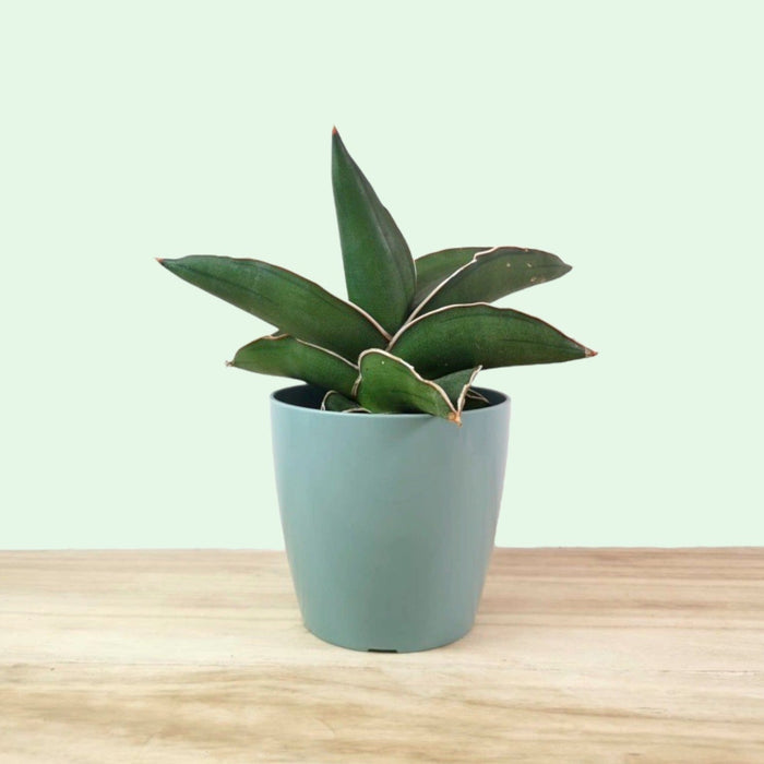 samurai sword sansevieria Sansevieria Samurai — Cactus en Ligne