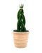 Sansevieria cylindrica snake plant - Cactus en ligne