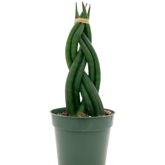 Sansevieria cylindrica snake plant braid // tresse- Cactus en ligne