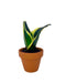 Sansevieria Black Star Hahnii 2.5" - Cactus en ligne