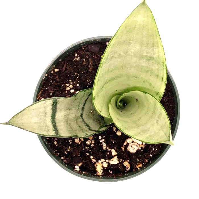 sansevieria brazilian Sansevieria Trifasciata Moonshine — Cactus en Ligne
