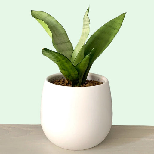 Sansevieria Trifasciata Moonshine - Cactus en ligne