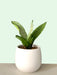 Sansevieria Trifasciata Moonshine - Cactus en ligne