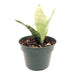 Cactus en ligne - Sansevieria Trifasciata Moonshine