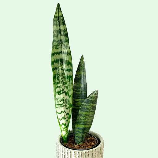 Sansevieria Zeylanica - Cactus en ligne