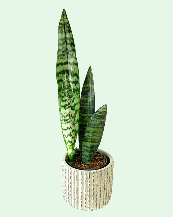 Sansevieria Zeylanica - Cactus en ligne