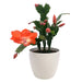 Schlumbergera Truncata (Christmas Cactus) 4" - Cactus en ligne