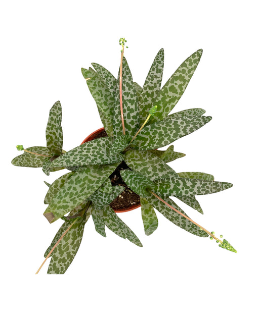 Scilla Violacea - Cactus en ligne