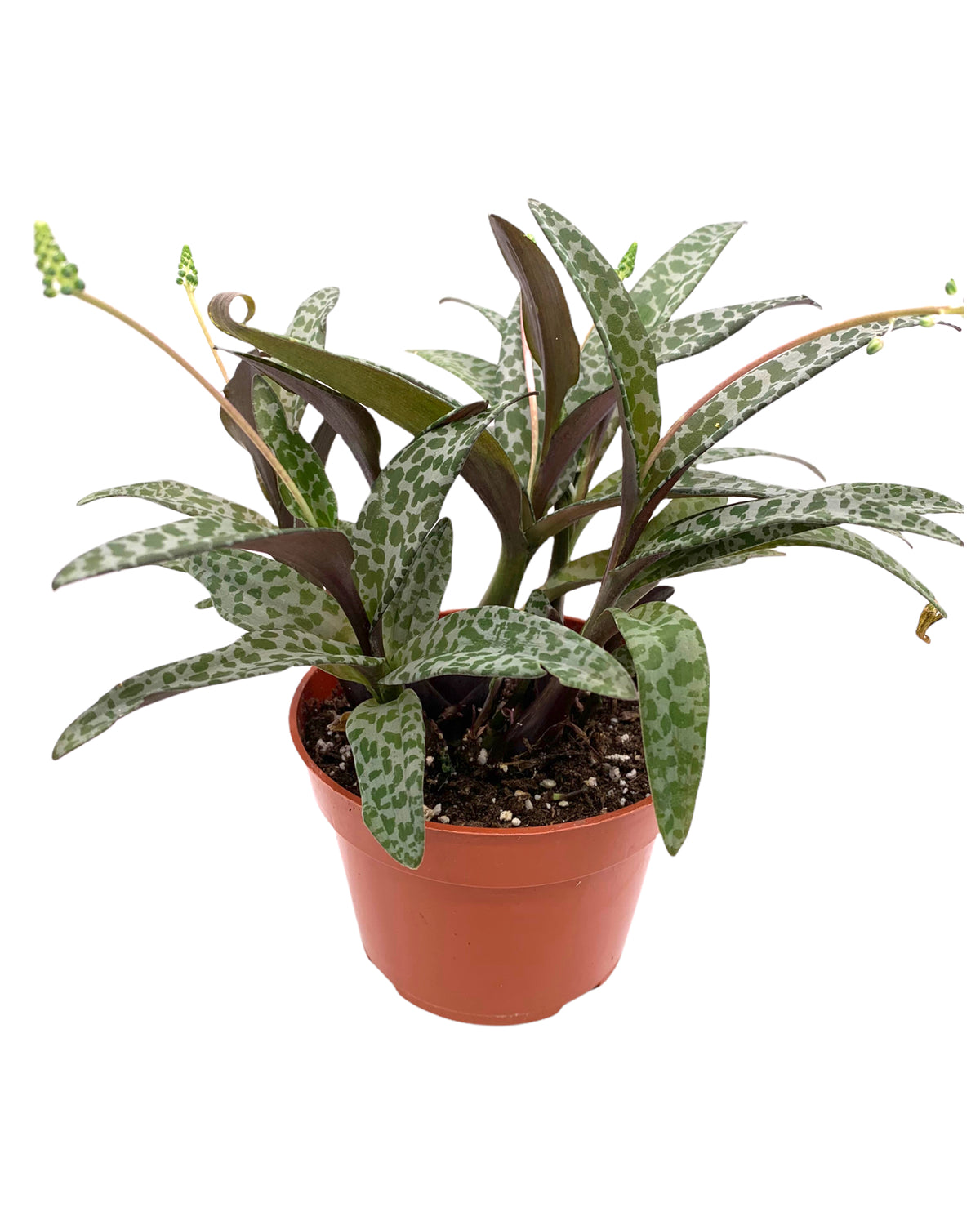 Scilla Violacea Leopard Lily — Cactus en Ligne