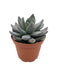 Sedeveria 'Blue Mist' - Cactus en ligne
