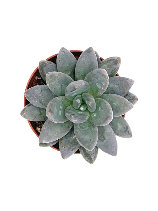 Sedeveria 'Blue Mist' - Cactus en ligne