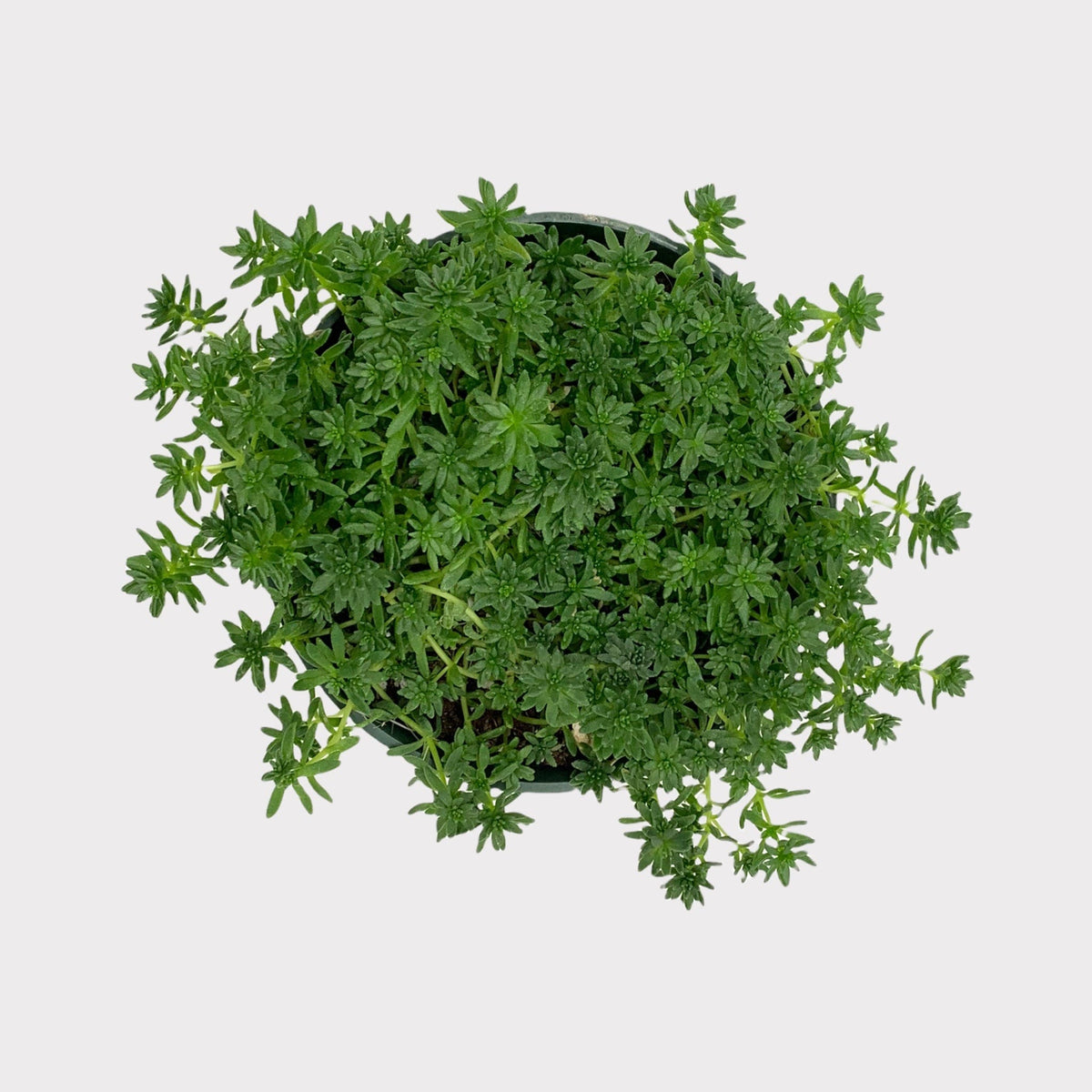 tokyo sun succulents Sedum Japonicum 'Tokyo Sun' Green — Cactus en Ligne