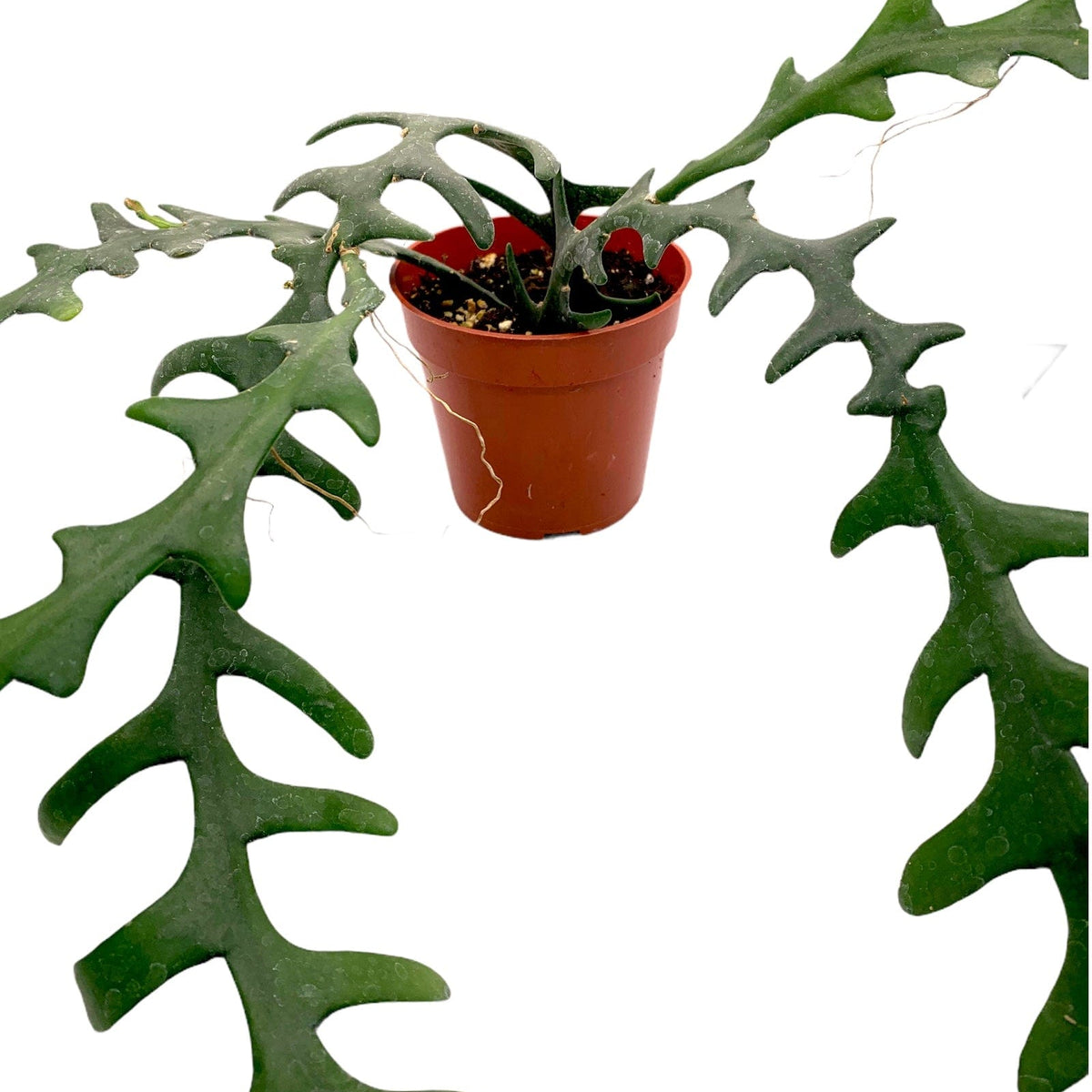 Selenicereus Anthonyanus 'Fishbone or Zig Zag' — Cactus en Ligne