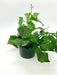 Senecio Macroglossus 'Wax Ivy' - Cactus en ligne