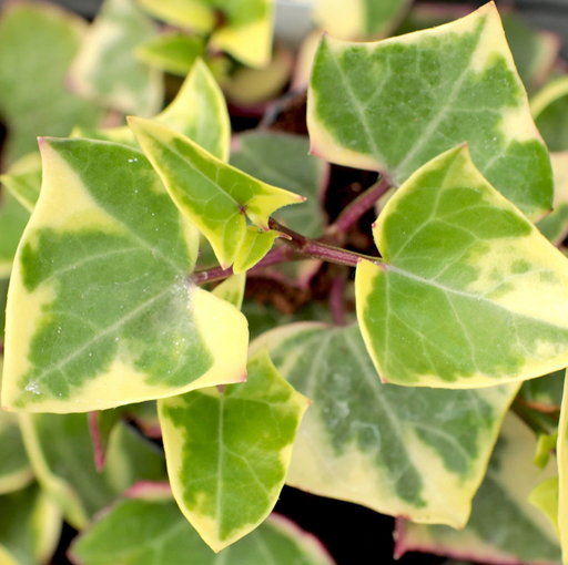 Senecio macroglossus variegated - Cactus en ligne