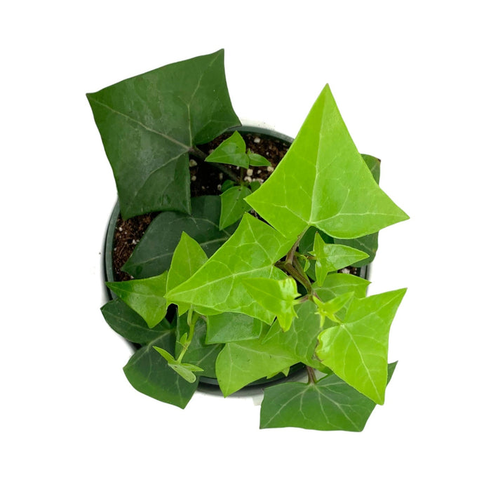 wax ivy succulent Senecio Macroglossus 'Wax Ivy' — Cactus en Ligne