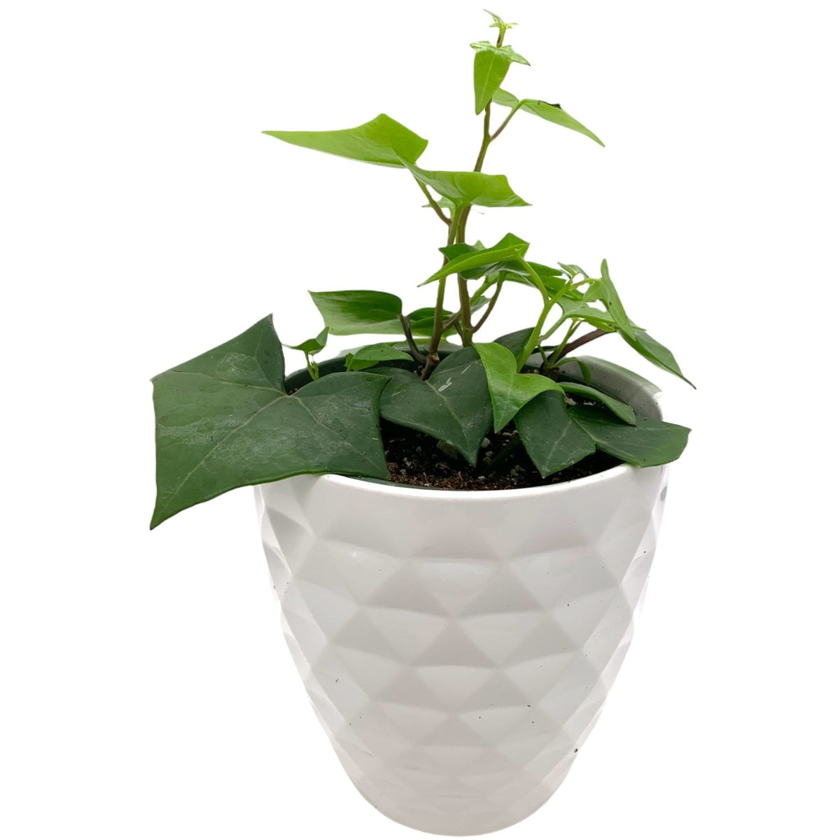 wax ivy succulent Senecio Macroglossus 'Wax Ivy' — Cactus en Ligne