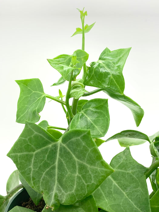 Senecio Macroglossus 'Wax Ivy' - Cactus en ligne