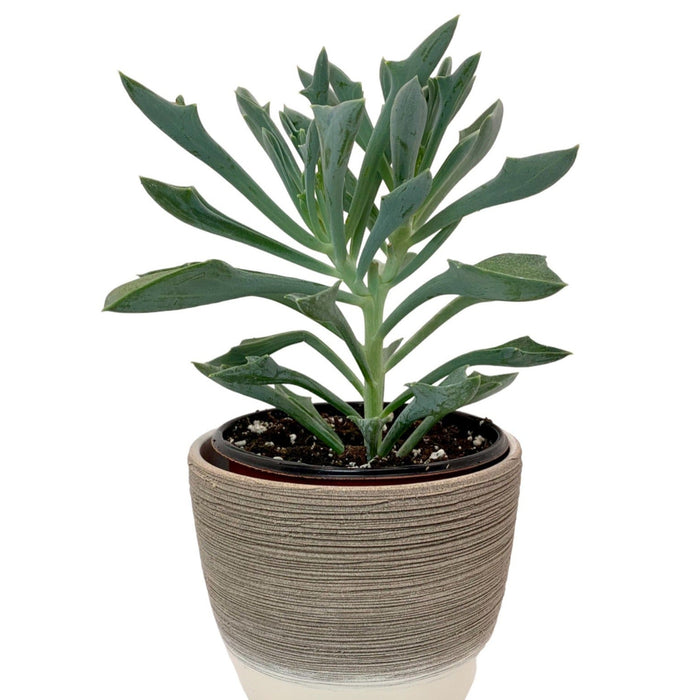spearhead succulent Senecio Spear Head — Cactus en Ligne