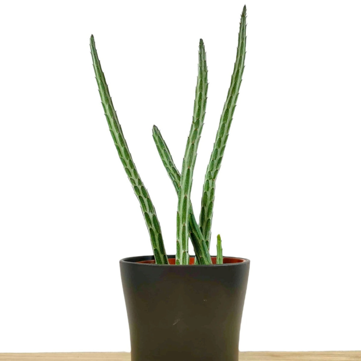 senecio snake plant Senecio Stapeliiformis — Cactus en Ligne