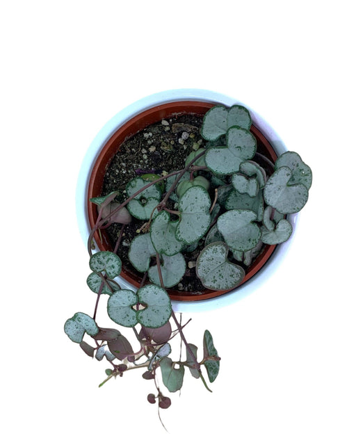 String of hearts 'Silver glory' - Cactus en ligne