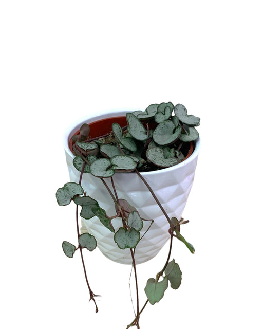 String of hearts 'Silver glory' - Cactus en ligne