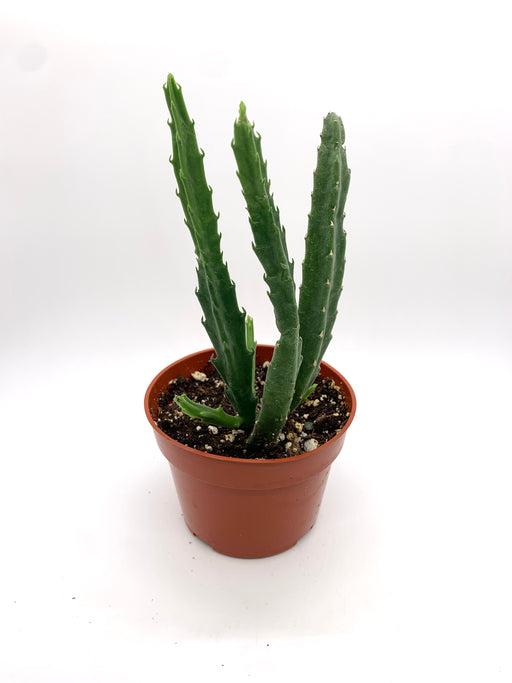 Stapelia Hirsuta - Cactus en ligne