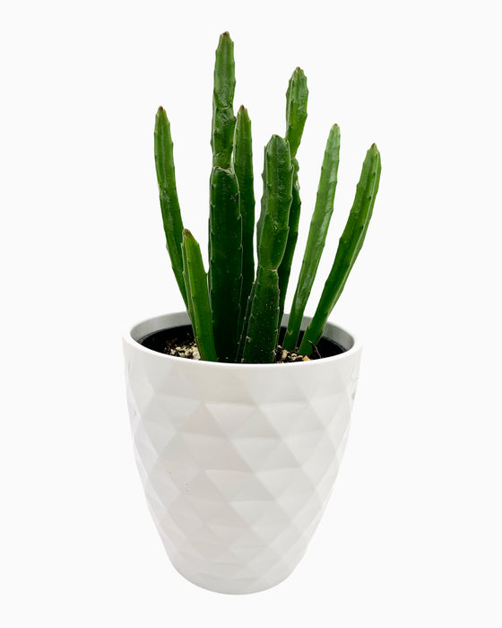 Stapelia Leendertziae - Cactus en ligne