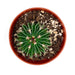 Stenocactus Multicostatus - Cactus en ligne