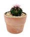 Stenocactus Multicostatus 4" - Cactus en ligne