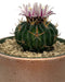 Stenocactus Multicostatus 4" - Cactus en ligne