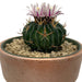 Stenocactus Multicostatus - Cactus en ligne