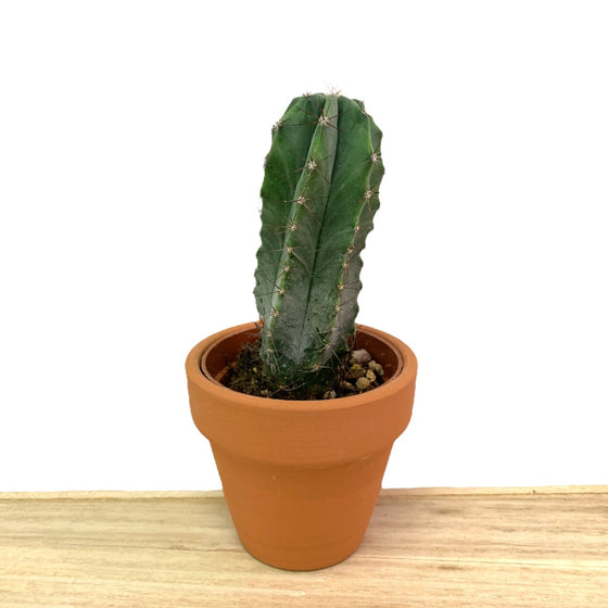 Stenocereus Pruinosus 2.5" - Cactus en ligne