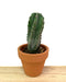 Stenocereus Pruinosus 2.5" - Cactus en ligne