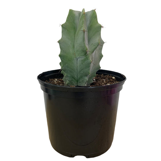 Stenocereus Pruinosus 6" - Cactus en ligne